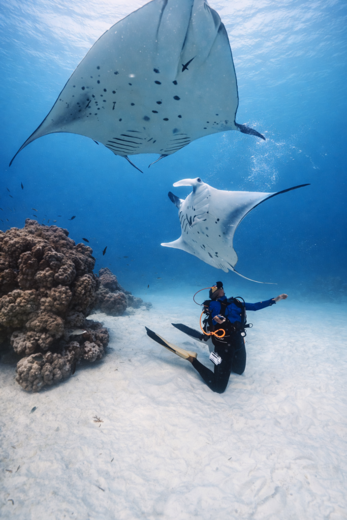 Maldives – North Ari Atoll